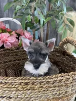 Molly, a female Miniature Schnauzer for sale in Seneca Falls, NY – 4 of 5