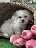 Leo, a male Bichon Frise and Lhasa Apso for sale in Seneca Falls, NY – 3 of 5