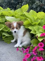 Rosie , a female Papillon for sale in Seneca Falls, NY – 4 of 5
