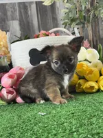 Franklin , a male Chihuahua for sale in Seneca Falls, NY – 5 of 5
