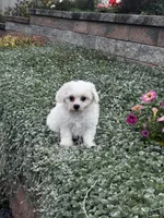 June , a female Shih Tzu and Poodle - Toy  for sale in Seneca Falls, NY – 2 of 7