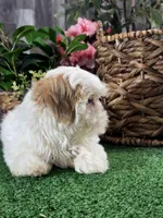 Sydney , a male Shih Tzu for sale in Seneca Falls, NY – Photo 4 of 5