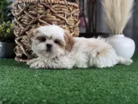 Sydney , a male Shih Tzu for sale in Seneca Falls, NY – Photo 2 of 5