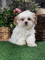 Sydney , a male Shih Tzu for sale in Seneca Falls, NY – Photo 3 of 5