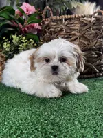 Sydney , a male Shih Tzu for sale in Seneca Falls, NY – Photo 5 of 5