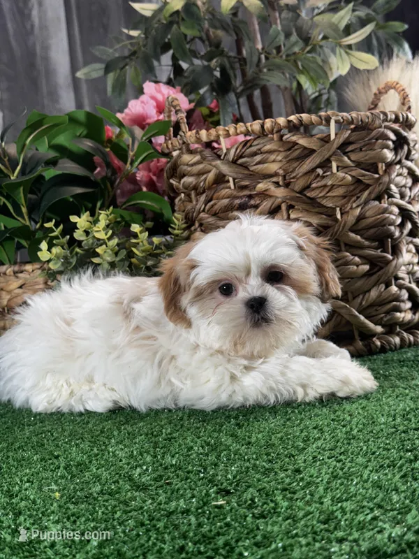 Sydney  – Shih Tzu puppy for sale in Seneca Falls, NY