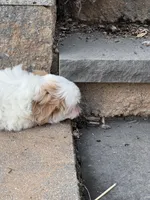Theo, a male Shih Tzu for sale in Seneca Falls, NY – 6 of 6