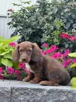 Diago, a male Miniature Dachshund for sale in Seneca Falls, NY – 5 of 5
