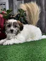 Jinx, a male Bichon Frise and Shih Tzu for sale in Seneca Falls, NY – Photo 3 of 4