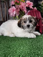 Jinx, a male Bichon Frise and Shih Tzu for sale in Seneca Falls, NY – Photo 2 of 4