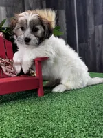 Jinx, a male Bichon Frise and Shih Tzu for sale in Seneca Falls, NY – Photo 1 of 4