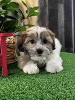 Jinx, a male Bichon Frise and Shih Tzu for sale in Seneca Falls, NY – Photo 4 of 4