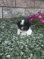 Holly, a female Havanese for sale in Seneca Falls, NY – 5 of 5