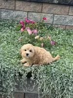 Mary, a female Maltipoo for sale in Seneca Falls, NY – 3 of 5