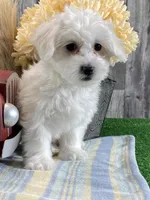 Atticus, a male Bichon Frise and Coton de Tulear for sale in Seneca Falls, NY – Photo 3 of 4