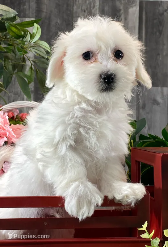 Atticus – Bichon Frise, Coton de Tulear puppy for sale in Seneca Falls, NY