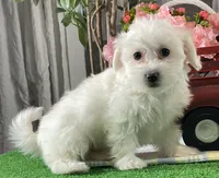 Atticus, a male Bichon Frise and Coton de Tulear for sale in Seneca Falls, NY – Photo 2 of 4