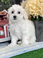 Atticus, a male Bichon Frise and Coton de Tulear for sale in Seneca Falls, NY – Photo 4 of 4