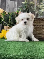 Louie , a male Bichon Frise and Lhasa Apso for sale in Seneca Falls, NY – 1 of 5