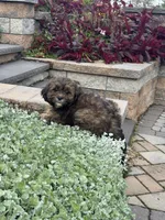 Xander, a male Shihpoo for sale in Seneca Falls, NY – 3 of 6