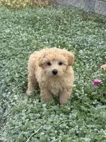 Murphy , a male Maltipoo for sale in Seneca Falls, NY – 3 of 7