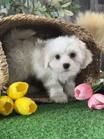 Leo, a male Bichon Frise and Lhasa Apso for sale in Seneca Falls, NY – 4 of 5