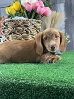 Dylan , a male Miniature Dachshund for sale in Seneca Falls, NY – Photo 4 of 5