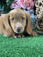 Dylan , a male Miniature Dachshund for sale in Seneca Falls, NY – Photo 2 of 5