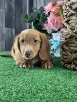 Dylan , a male Miniature Dachshund for sale in Seneca Falls, NY – Photo 1 of 5