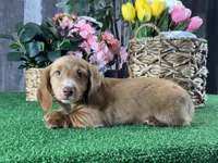 Dylan , a male Miniature Dachshund for sale in Seneca Falls, NY – Photo 5 of 5