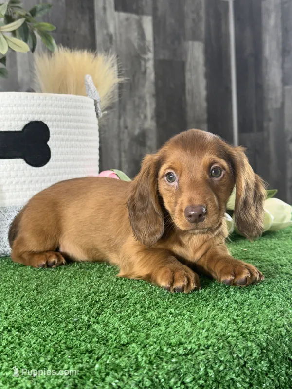 Denver  – Miniature Dachshund puppy for sale in Seneca Falls, NY