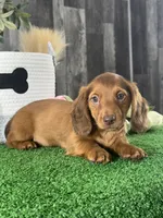 Denver , a male Miniature Dachshund for sale in Seneca Falls, NY – 1 of 5
