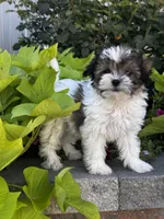 Smoky, a male Havanese and Shih Tzu for sale in Seneca Falls, NY – 2 of 5