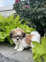 Sunny , a female Shih Tzu for sale in Seneca Falls, NY – 3 of 5