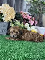 Alexa, a female Maltipoo for sale in Seneca Falls, NY – 4 of 5