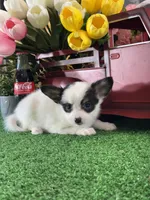 Robin, a female Papillon for sale in Seneca Falls, NY – 3 of 5