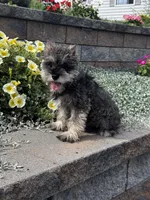 Katie, a female Miniature Schnauzer for sale in Seneca Falls, NY – 2 of 5
