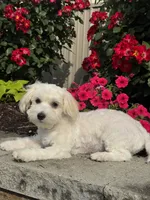 Labanon, a male Lhasa Apso and Coton de Tulear for sale in Seneca Falls, NY – 4 of 7