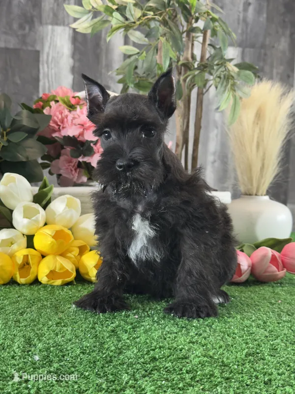 Kobe – Miniature Schnauzer puppy for sale in Seneca Falls, NY