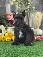 Kobe, a male Miniature Schnauzer for sale in Seneca Falls, NY – 1 of 5