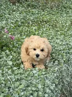 Mary, a female Maltipoo for sale in Seneca Falls, NY – 5 of 5