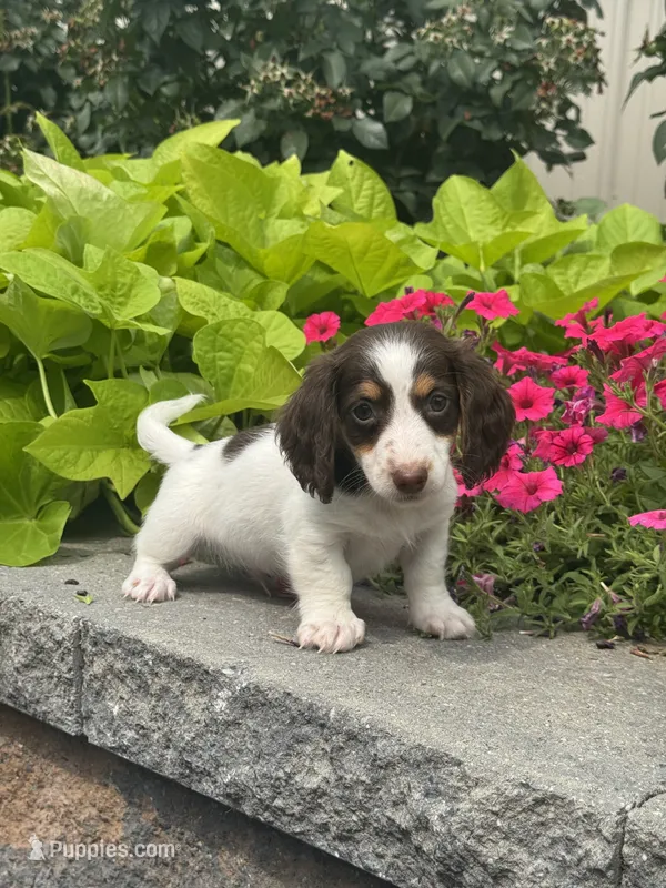 Dutch – Miniature Dachshund puppy for sale in Seneca Falls, NY