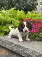 Dutch, a male Miniature Dachshund for sale in Seneca Falls, NY – 1 of 5