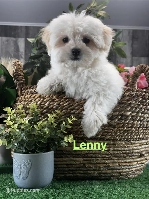 Lenny – Lhasa Apso, Coton de Tulear puppy for sale in Seneca Falls, NY