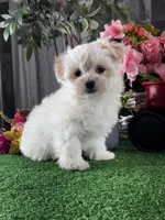 Lenny, a male Lhasa Apso and Coton de Tulear for sale in Seneca Falls, NY – Photo 1 of 6