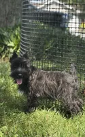 Kiki, a female Miniature Schnauzer for sale in Seneca Falls, NY – 5 of 9