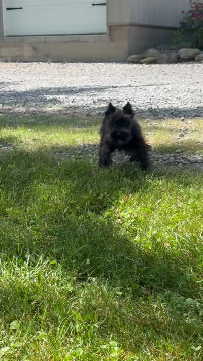 Kiki, a female Miniature Schnauzer for sale in Seneca Falls, NY – 9 of 9