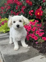 Labanon, a male Lhasa Apso and Coton de Tulear for sale in Seneca Falls, NY – 5 of 7