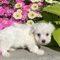 Clifford, a male Coton de Tulear for sale in Seneca Falls, NY – Photo 4 of 6