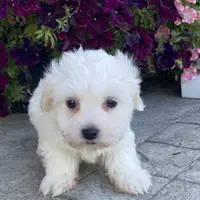 Clifford, a male Coton de Tulear for sale in Seneca Falls, NY – Photo 2 of 6